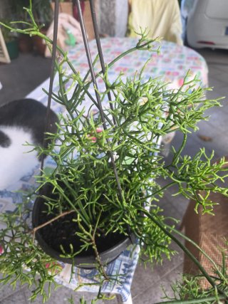 Planta Rhipsalis penduliflora