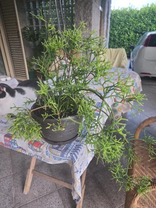 Planta Rhipsalis penduliflora