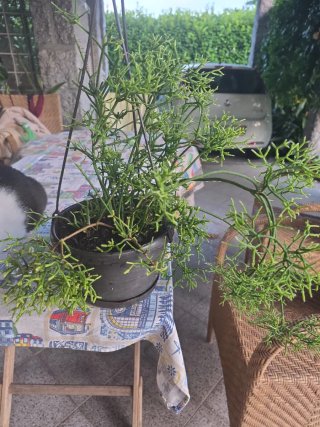 Planta Rhipsalis penduliflora