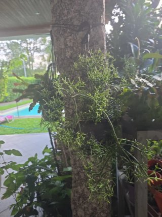 Planta Rhipsalis penduliflora