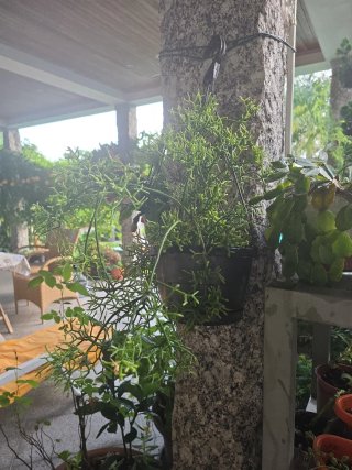 Planta Rhipsalis penduliflora