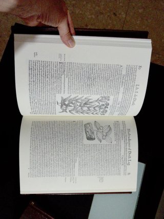 Pedacio Dioscorides Anazarbeo Facsímil