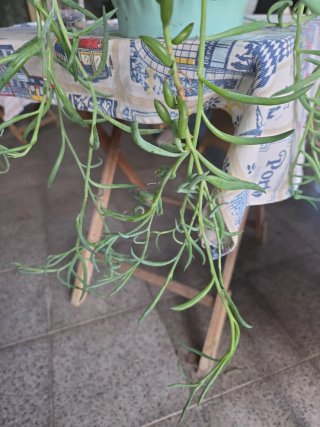 Planta suculenta colgante casca de banana