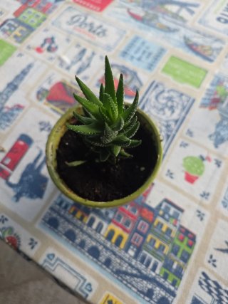 Planta suculenta em vaso verde