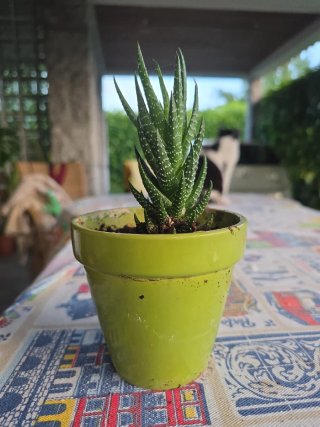 Planta suculenta em vaso verde