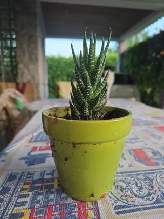 Planta suculenta em vaso verde