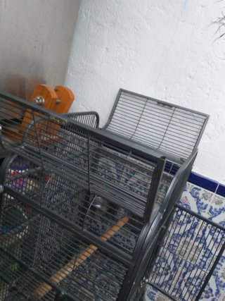 Jaula grande para loro