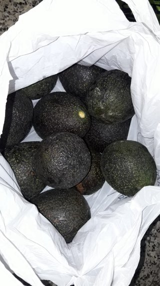 Planta de Aguacate