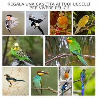 Voliera per Uccelli da Esterno in Legno di Abete,