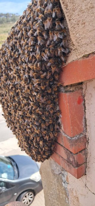 Recogida de enjambres de abejas