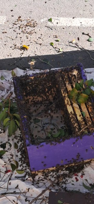 Recogida de enjambres de abejas