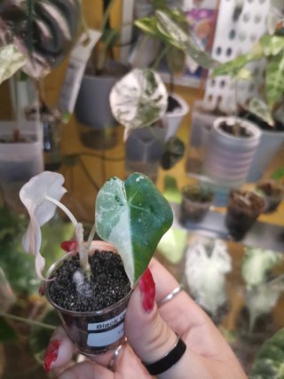 Alocasia Black Velvet Rosa