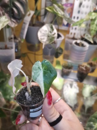 Alocasia Black Velvet Rosa
