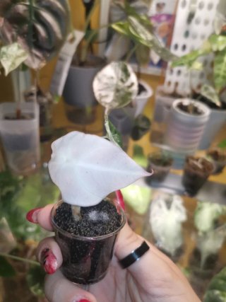 Alocasia Black Velvet Rosa