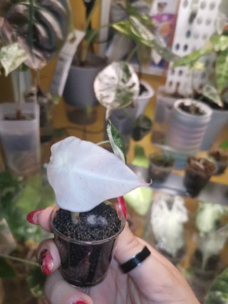 Alocasia Black Velvet Rosa