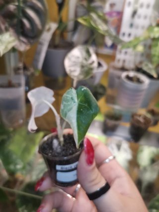 Alocasia Black Velvet Rosa