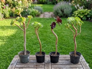 Aeoniums bonsái (más de 2 años)