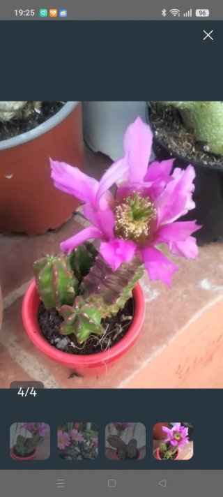 Echinocereus maroccii cactus
