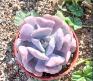 Echeveria Cubic Frost Suculenta