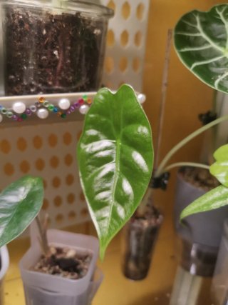 Alocasia Golden Bone Splash Pink Mint
