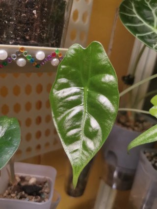 Alocasia Golden Bone Splash Pink Mint