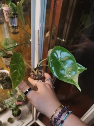 Alocasia Golden Bone Splash Pink Mint