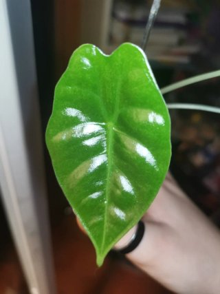 Alocasia Golden Bone Splash Pink Mint