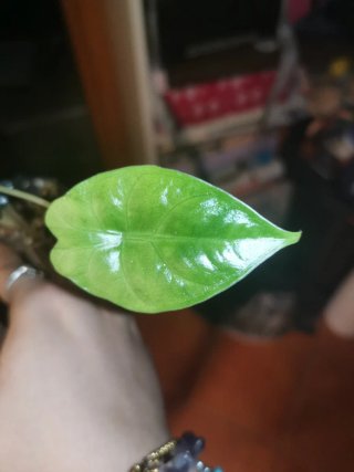 Alocasia Golden Bone Splash Pink Mint