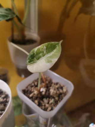 Alocasia Black Velvet Pink