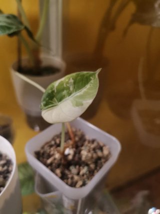 Alocasia Black Velvet Pink