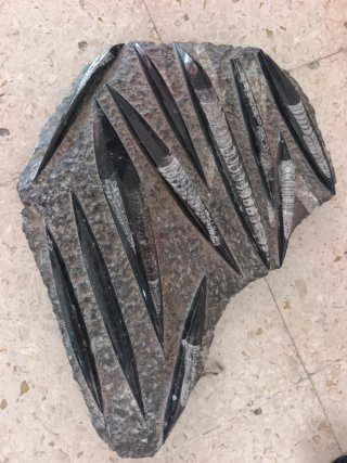 Piedra Antigua Fósil
