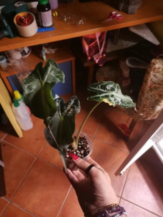 Alocasia Venom Pianta