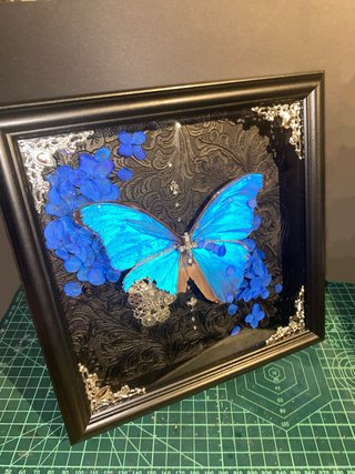 Mariposa Morpho Menelaus en marco decorativo
