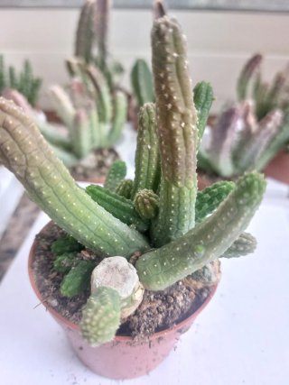 Pianta Steptalia