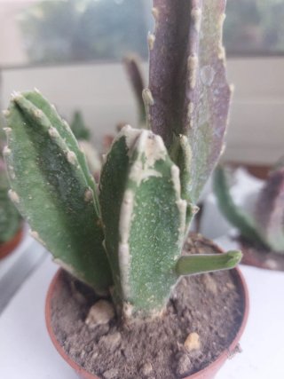 Pianta Steptalia