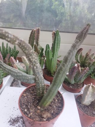 Pianta Steptalia