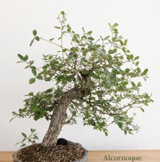 Bonsái Alcornoque (Quercus suber)