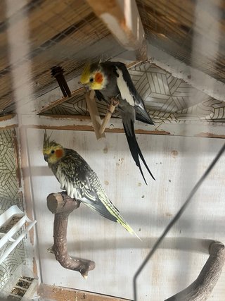 Jaula Volandera Blanca y Marrón