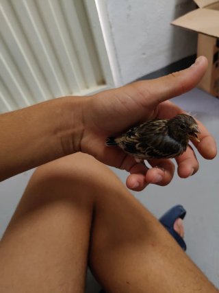 Nido de híbridos