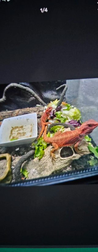 Vendo terrario completo con accesorios