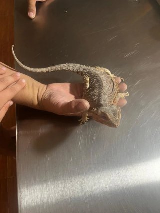Terrario para mascotas