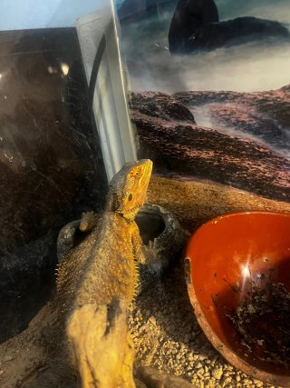 Terrario para mascotas