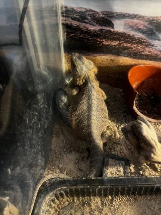 Terrario para mascotas