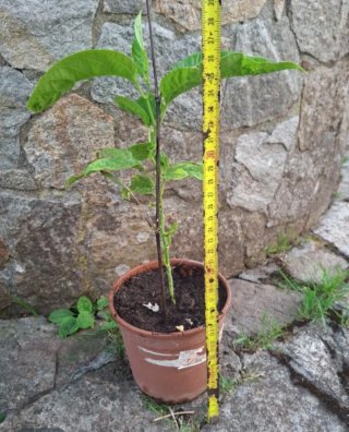 Planta Maracuyá Edulis Morado