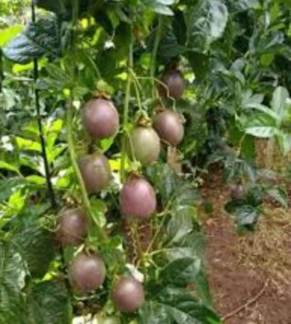 Planta Maracuyá Edulis Morado