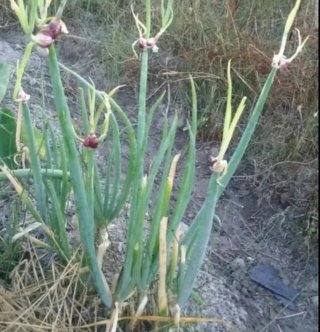 Cebolla Egipcia