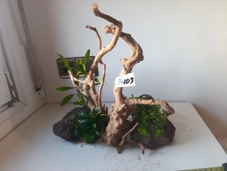 Plantas para acuario/pecera