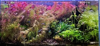 Plantas para acuario/pecera