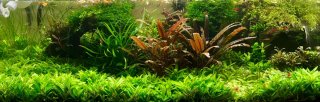 Plantas para acuario/pecera