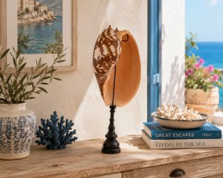 Grande Conchiglia Melo Amphora su Supporto 45cm |